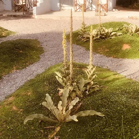 公寓 Barreira Beachfront 7 卡拉马塔